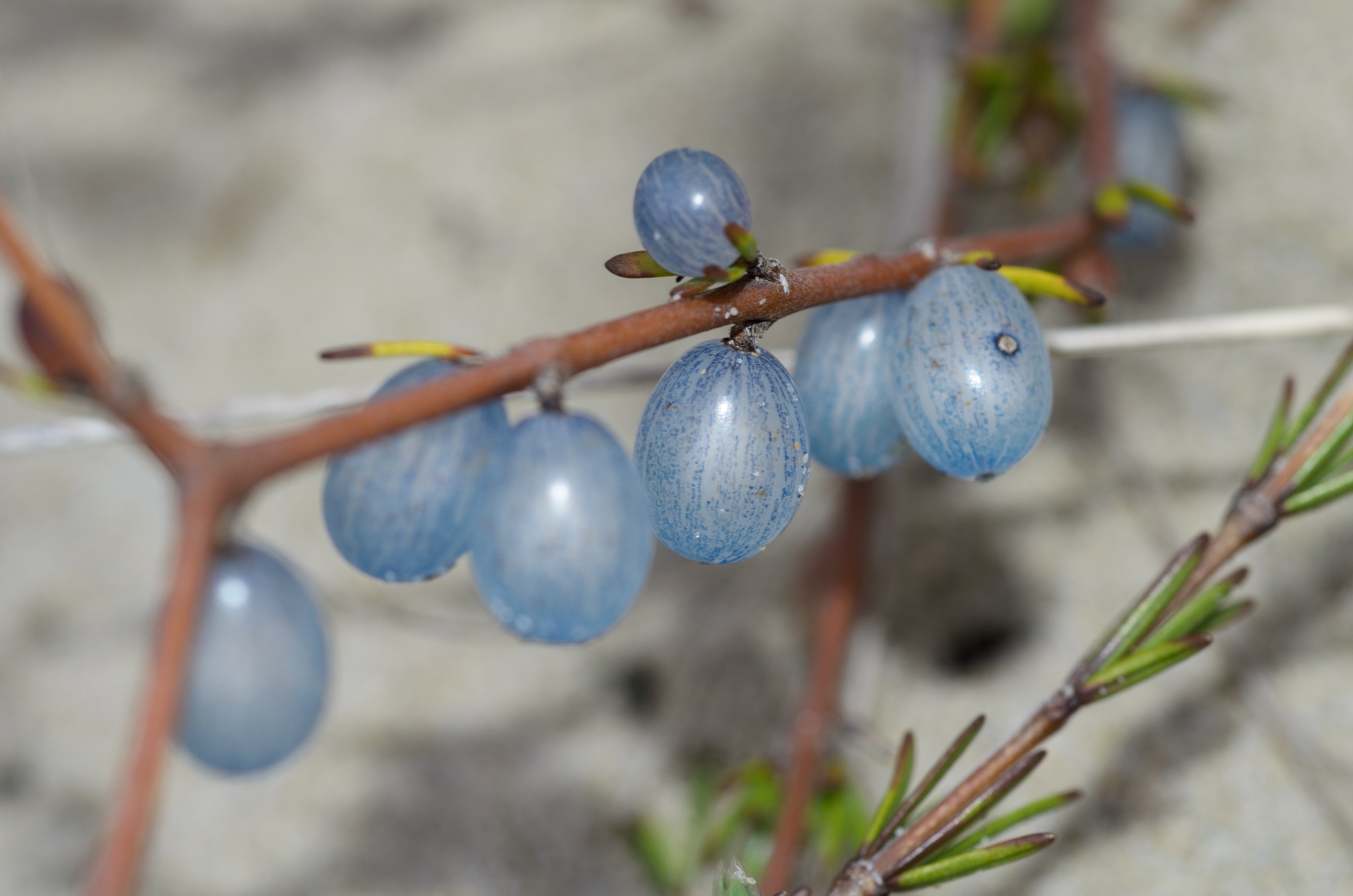 DSC_1975 – Adventure, Bay, Crispin, Island, March 2017, Mason, Mason Bay, National Park, New, New Zealand, Rakiura, South, Stewart, Zealand